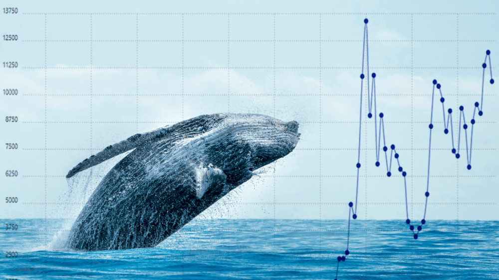 Bitcoin akumulujú kryptomenové veľryby
